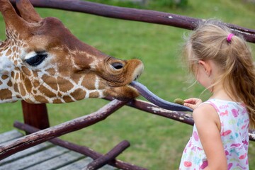 Young blonde girl hand-feeding giraffe with its tongue out in the zoo