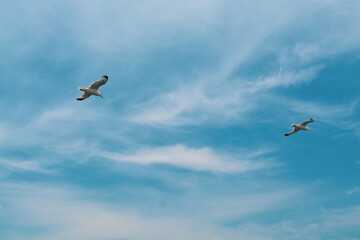 Fototapeta premium Seagull flying in the blue sky