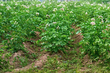 Fototapeta na wymiar View of flowering potato bushes in the field.