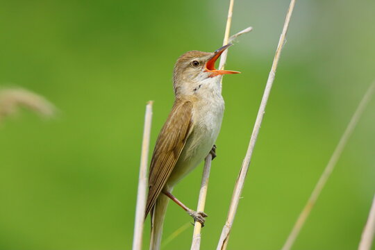 Reed warbler trush song bird