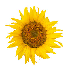 Yellow sunflower blooming beautiful isolated on the white background