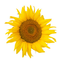 Naklejka premium Yellow sunflower blooming beautiful isolated on the white background