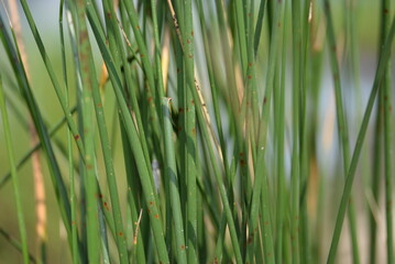 green grass, river meadow, saturated green threads of herbs, meadow, close-up, texture, background