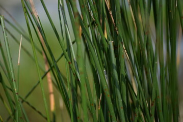 Fototapeta premium green grass, river meadow, saturated green threads of herbs, meadow, close-up, texture, background