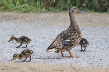 Srockente mit Entenküken