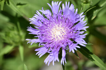 Ruffled Purple Pincushion Flower Blooming in a Garden