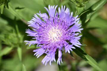 Obraz premium Beautiful Light Purple Scabiosa Flower Blossom in Garden