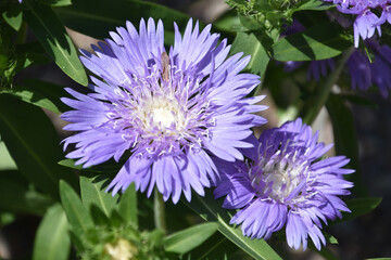 Beautiful Purple Pincushion Flower Blooming and Flowering