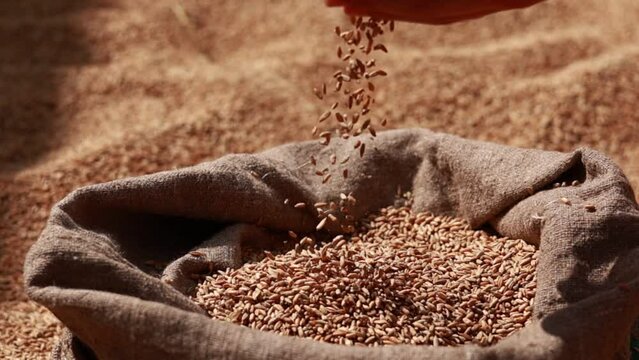 wheat grains are falling on pile in bindle bag after agricultural activity. Harvest time. Grain elevator, agrarian facility complex designed to stockpile or store grain.