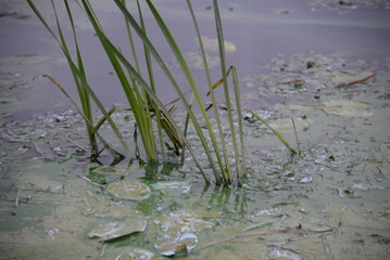 blue green algae, cyanobacteria, on the river, water resources, water pollution, blue green algae in the river, global warming, drought, swamp, river pollution, lake envelopment