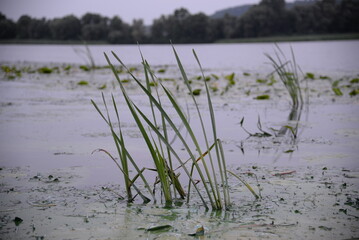 blue green algae, cyanobacteria, on the river, water resources, water pollution, blue green algae in the river, global warming, drought, swamp, river pollution, lake envelopment