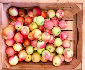 Fresh delicious apples crop in wooden box.