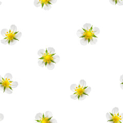 Strawberry Flower isolated on white background, SEAMLESS, PATTERN