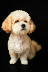 A portrait of beige Maltipoo puppy on a black background. Adorable Maltese and Poodle mix Puppy