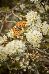 Butterfly Araschnia Levana on thorns