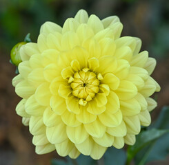 Beautiful close-up of a decorative dahlia