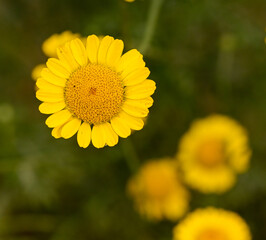 Beautiful close-up of cota tinctoria flower