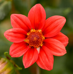 Close-up of a single-flowered dahlia