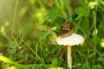 Little snail crawling along mushroom growing among green grass.