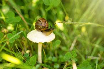 A snail crawls on a white mushroom in the green grass.