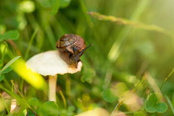 A snail crawls on a white mushroom in the green grass.