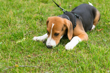 beagle puppy on a leash lies on a green lawn