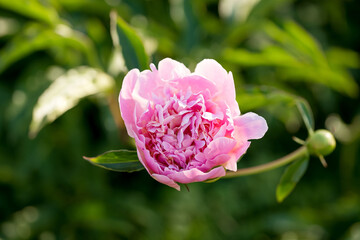 Obraz premium Pink peony flower against the rays of setting sun on a summer day.