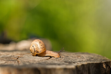 Snail crawling on a tree.