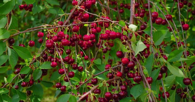 Red ripe cherry on tree in summer time, slow motion. Organic berry. Plantation of fruit trees. Orchard. Summer harvest. Juicy frest eco raw food. Nobody. Close-up. Rural scene.