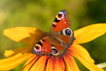 A bright butterfly with a peacock eye sitting on a yellow flower of rudbeckia hirta. A butterfly...