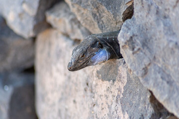 Lagarto gigante de la Palma, islas Canarias. Gallotia auaritae.