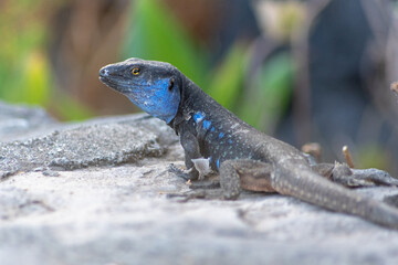 Lagarto gigante de la Palma, islas Canarias. Gallotia auaritae.