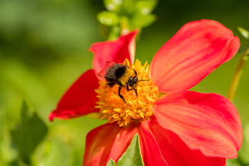 A bee collects pollen from a dahlia flower.