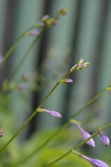 Host flowers. Shade queen, purple Japanese flowers, hosta closeup, perennial in the garden, hosta buds on a green background, hosta flowers, beautiful purple flowers on a green background