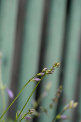 Host flowers. Shade queen, purple Japanese flowers, hosta closeup, perennial in the garden, hosta buds on a green background, hosta flowers, beautiful purple flowers on a green background