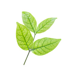 Naklejka na ściany i meble Green leaf on transparent