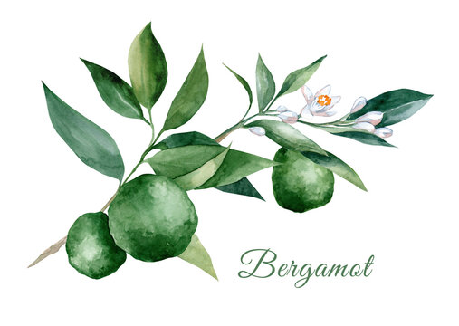 Bergamot branch with fruits, flowers and leaves. watercolor hand drawn illustration