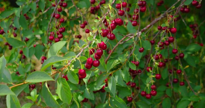 Red ripe cherry on tree in summer time, slow motion. Organic berry. Plantation of fruit trees. Orchard. Summer harvest. Juicy frest eco raw food. Nobody. Close-up. Rural scene.