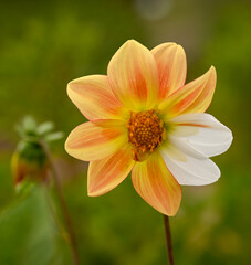 Beautiful close-up of an orange dahlia with two white petals