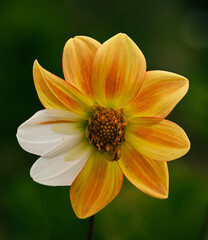 Beautiful close-up of an orange dahlia with two white petals