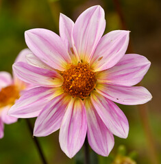 Obraz premium Beautiful close-up of a pink dahlia flower
