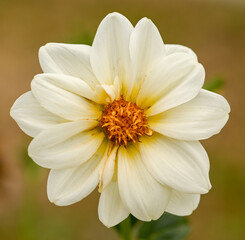 Beautiful close-up of a white dahlia 