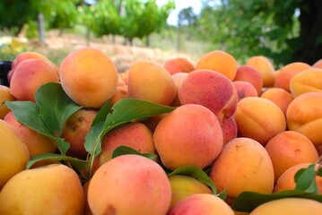 apricots on a tree