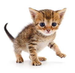 Kitten on white background.