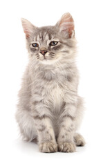 Kitten on white background.