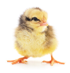 Small yellow chicken