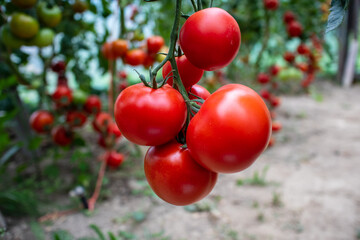 pomidor Solanum lycopersicum. hodowla. rolnictwo, kuchnia