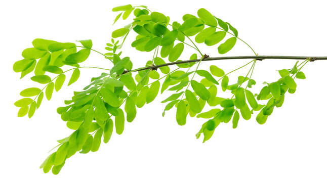 Acacia branch with green young leaves. Medicinal plants. Green acacia leaves. Fresh nature. Spring foliage, isolated