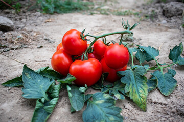 pomidor Solanum lycopersicum. hodowla. rolnictwo, kuchnia © Damian