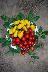 pomidor Solanum lycopersicum. hodowla. rolnictwo, kuchnia - obrazy, fototapety, plakaty